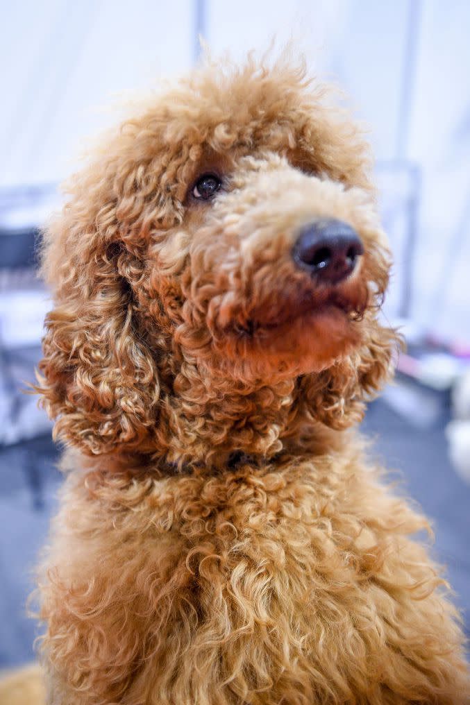 <p>Poodles come in three sizes: standards, miniatures, and toys. The <a rel="nofollow noopener" href="https://www.womansday.com/life/pet-care/a53287/gingerdoodle-handstand/" target="_blank" data-ylk="slk:standard poodle;elm:context_link;itc:0;sec:content-canvas" class="link ">standard poodle</a> is the largest of the breed and the most active. Miniatures are the second largest of the bunch, and toys are no more than 10 inches tall. These dogs are incredibly smart and want to be treated as such, so don't shy away from teaching them tricks at home.</p>