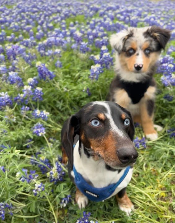 Dogs enjoying the bluebonnets (KXAN Viewer Photo)