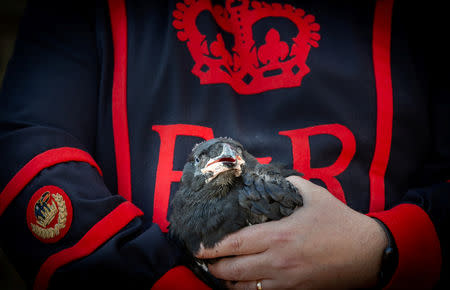 Tower of London Ravenmaster Chris Skaife holds a baby raven in London, Britain May 14, 2019. Picture taken May 14, 2019. Historic Royal Palaces/Handout via REUTERS. THIS IMAGE HAS BEEN SUPPLIED BY A THIRD PARTY. MANDATORY CREDIT. NO RESALES. NO ARCHIVES.