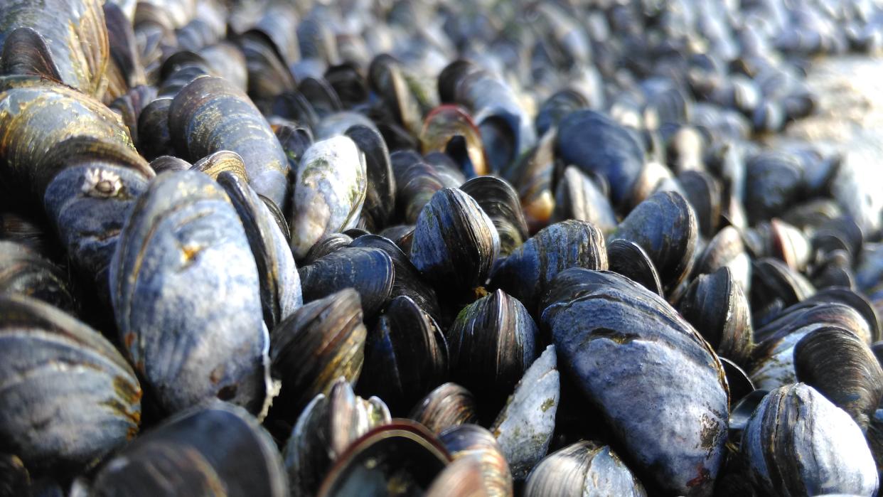 A study has found microplastics, even from biodegradable packaging, can weaken their ability to produce byssal threads meaning they are unable to cling to rocks, ropes, or form mussel beds.