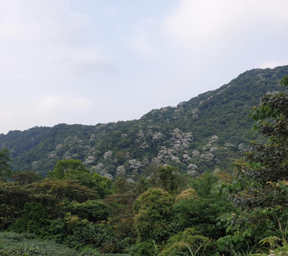 民眾來到新店動物之家可眺望遠山，可見一片雪白，這是素有「五月雪」之稱的油桐花樹。   圖：新北市動保處提供 