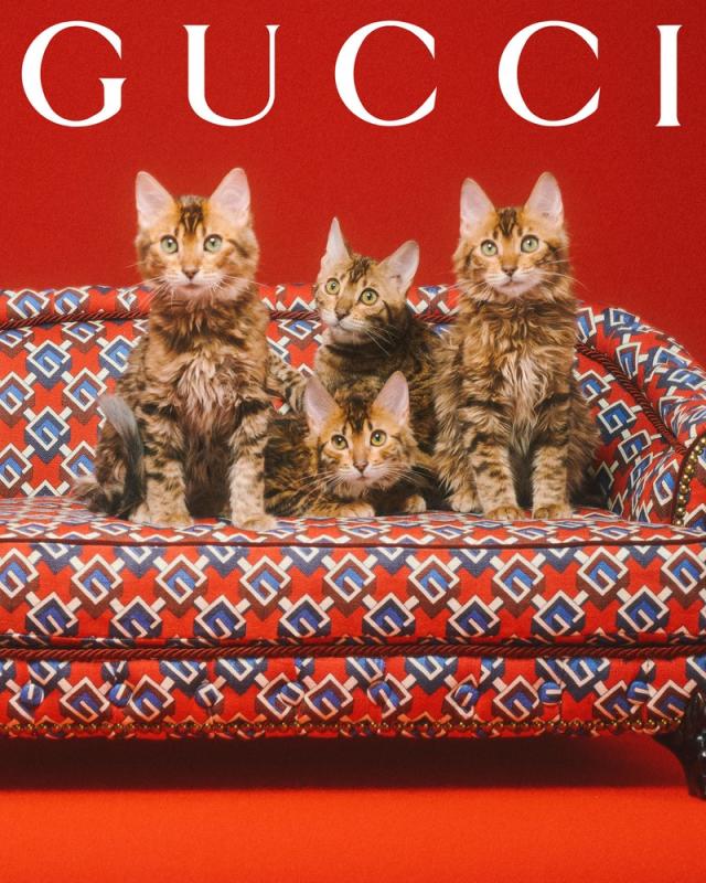 Gucci Pet Collection Is Introduced – WWD