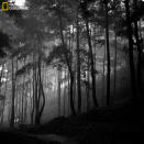 Mist in the forest. (Photo and caption Courtesy Denny Ch Pratama / National Geographic Your Shot) <br> <br> <a href="http://ngm.nationalgeographic.com/your-shot/weekly-wrapper" rel="nofollow noopener" target="_blank" data-ylk="slk:Click here;elm:context_link;itc:0;sec:content-canvas" class="link ">Click here</a> for more photos from National Geographic Your Shot.