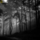 Rocío en el bosque. (Foto y texto cortesía de Denny Ch Pratama/National Geographic Your Shot) <br> <br> <a href="http://ngm.nationalgeographic.com/your-shot/weekly-wrapper" rel="nofollow noopener" target="_blank" data-ylk="slk:Clic acá;elm:context_link;itc:0;sec:content-canvas" class="link ">Clic acá</a> para más fotos de la sección de National Geographic Your Shot.