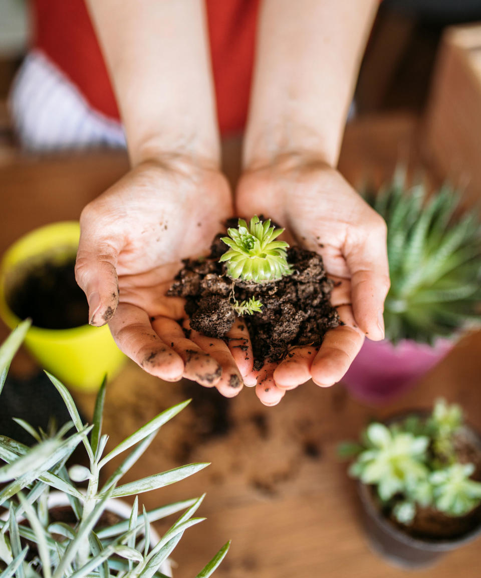 woman's hands holding baby succulent plant