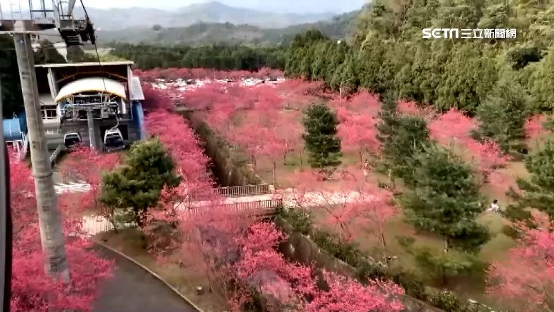 九族文化村的櫻花盛開，從纜車上俯瞰滿滿一片花海。