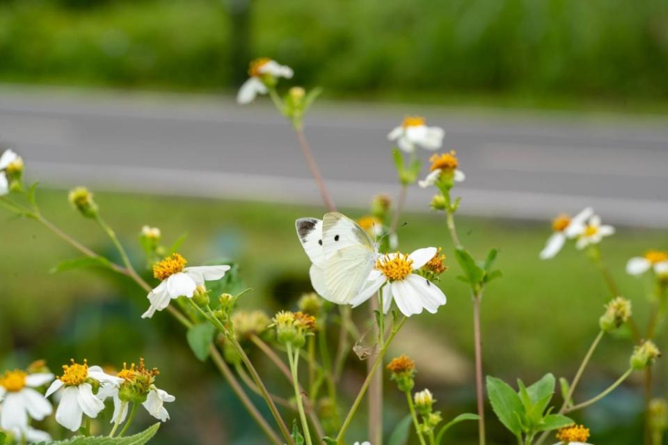 《圖說》粉白的美麗蝴蝶來到浪漫蝴蝶公園飛舞。〈高灘處提供〉