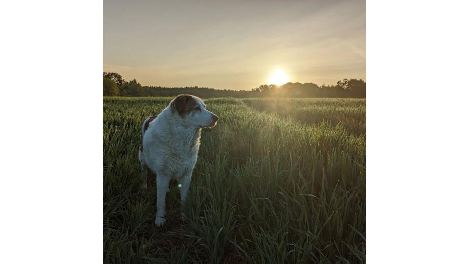 Christopher Shaw's dog George