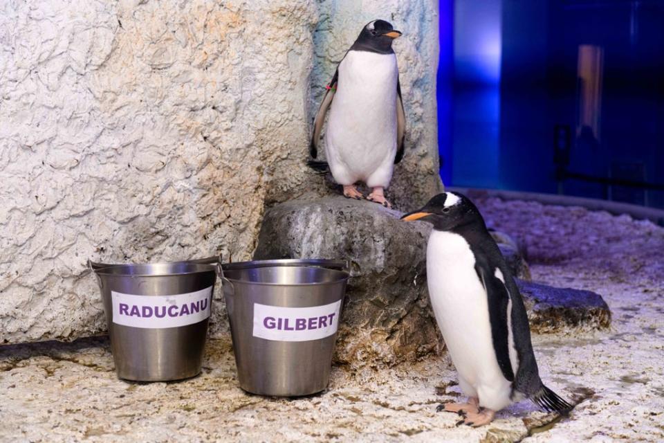 The gentoo penguin chicks (Sea Life London Aquarium/PA)