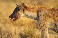 <p>A spotted hyena licks its chops after eating a bird for dinner near the Namutoni camp. (Photo: Gordon Donovan/Yahoo News) </p>