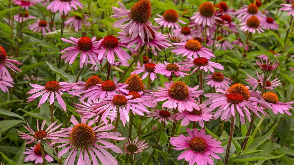 echinacea purpurea 'rubinstern' flowers for the fall