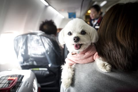 Dogs in the cabin on board a special Japan Airlines service - Credit: getty