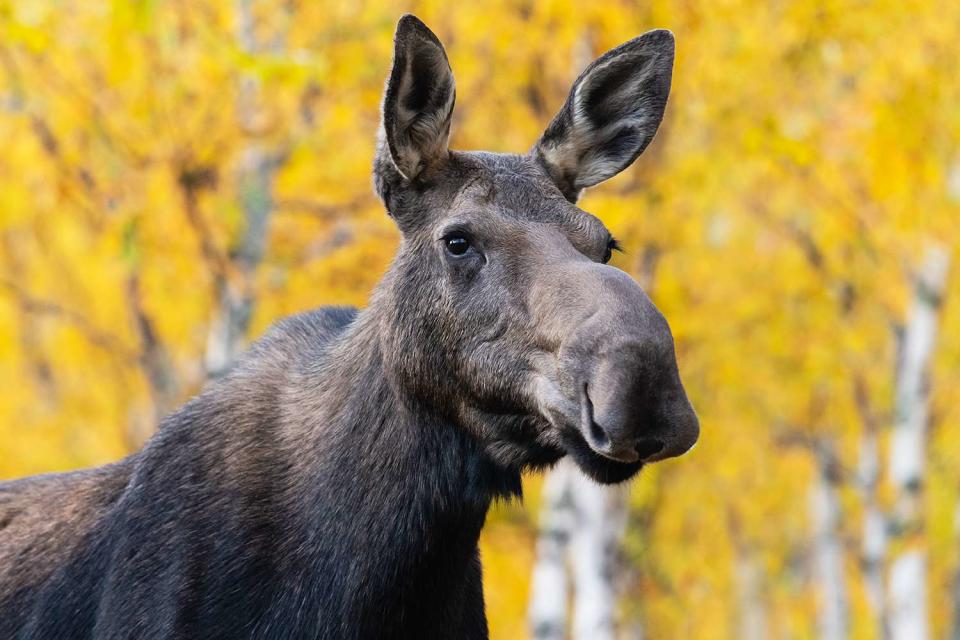 <p>christiannafzger/Getty</p> Stock image of a female moose