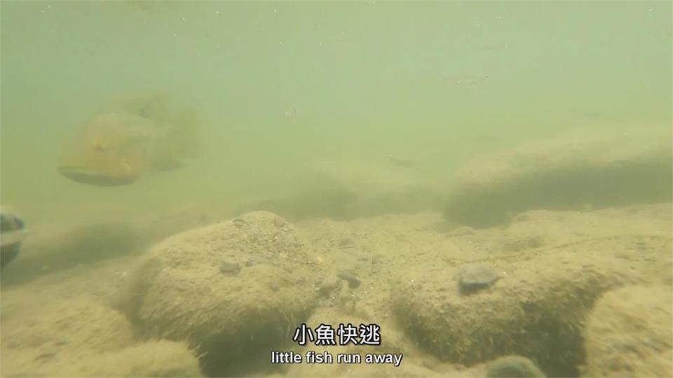 北勢溪遭外來種肆虐！他實地考察生態嘆：本土魚種岌岌可危