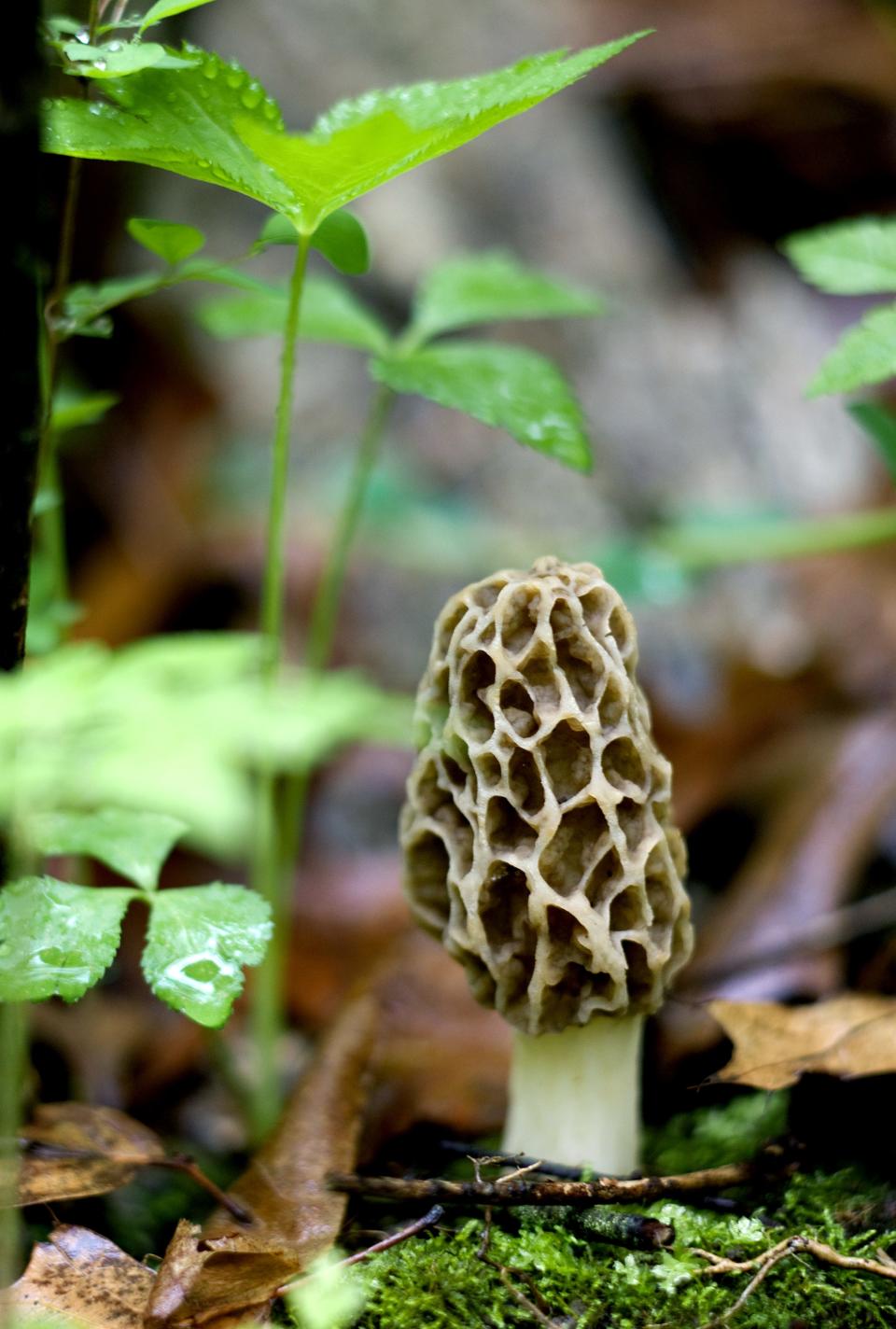 A morel mushroom is seen on the forest floor.