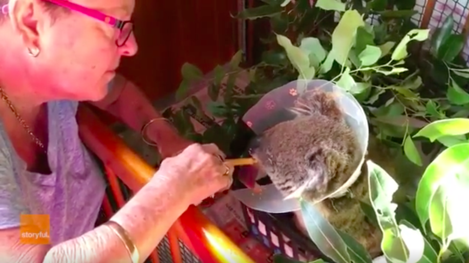 She is recuperating at the Port Stephens Koalas sanctuary and her vetinerary surgeon believes she will regain her sight. Source: Storyful via Port Stephens Koalas