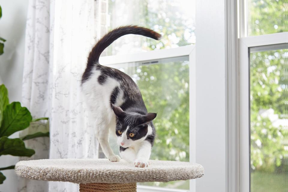 black and white cat stretching on a diy cat scratcher