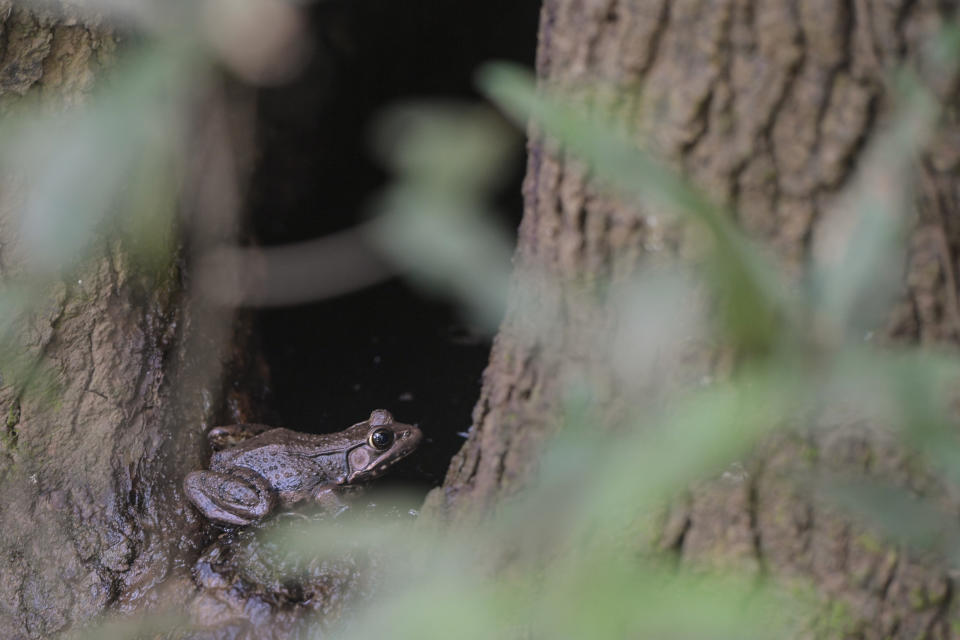 A frog lingers in a hollow tree at the Bond Swamp National Wildlife Refuge in Round Oak, Ga., on Aug. 22, 2022. The swamp is one of many local, state and federal jurisdictions that would be co-managed by the National Park Service if the 50-mile park and preserve is approved. (AP Photo/Sharon Johnson)