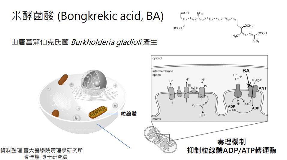 寶林中毒案釀2死！米酵菌酸曾出現「台灣2食物」專家曝潛伏期達10小時