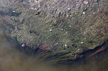 Water plants are seen with mud at low tide on the Nile River in Cairo, Egypt, November 23, 2017. Picture taken November 23, 2017. REUTERS/Amr Abdallah Dalsh