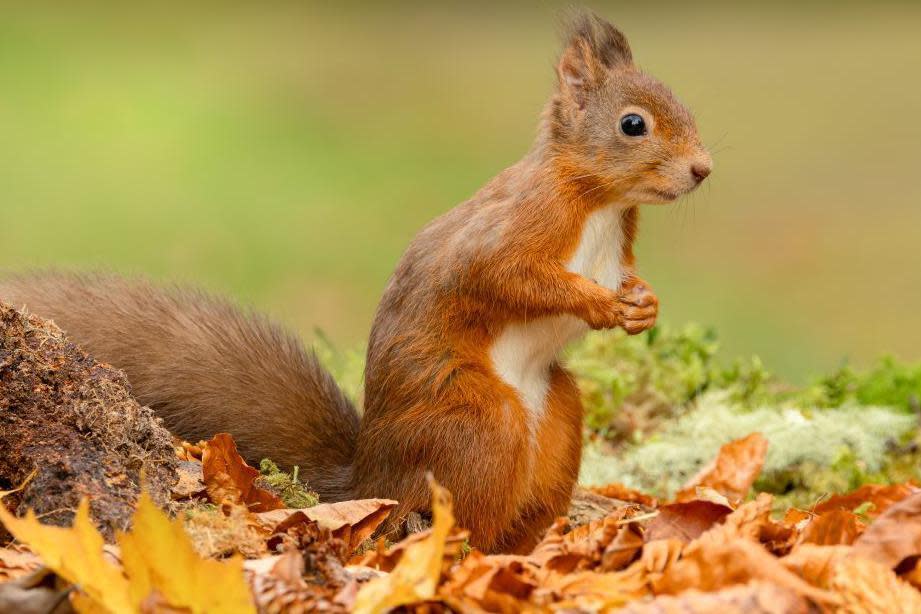 Red squirrels