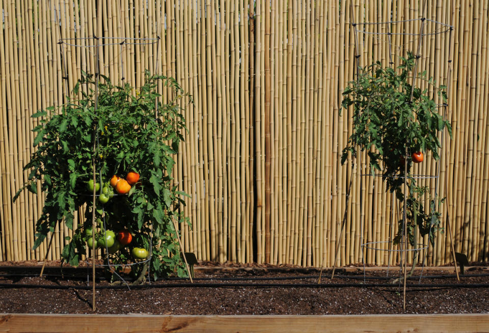 This Feb. 23, 2012 photo provided by courtesy Ball Horticultural Co. shows grafted tomato plants using a tower for support at Costa Farms in Miami, Fla. Grafted vegetables aren't any more difficult to work with than non-grafted but require a slightly different management style. Towers, cages or some kind of trellis system are required because the plants are so vigorous and grow so tall that they need additional support. (AP Photo/Ball Horticultural Co., Mark Widhalm)