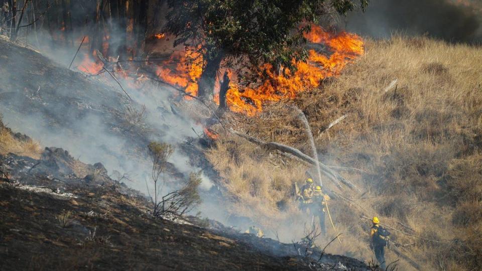 Firefighters ran hose line hundreds of feet uphill to reach this grove of eucalyptus trees before they all were lost to the Lizzie Fire that burned 100 acres in the hills above San Luis High School on Oct. 30, 2023.