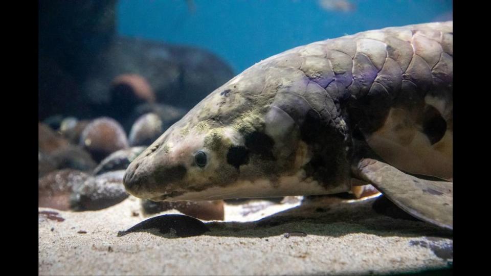 The museum has previously called the lungfish a “living fossil.”