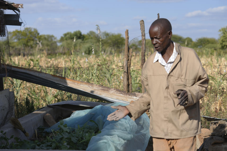 James Tshuma, a small scale farmer, shows some of his vegetables he planted in a small garden at his home, in Mangwe district in Zimbabwe, on Friday, March 22, 2024. Tshuma has lost hope of harvesting anything from his fields. But a patch of green vegetables is thriving in a small garden the 65-year-old is keeping alive with homemade organic manure and fertilizer. (AP Photo/Tsvangirayi Mukwazhi)