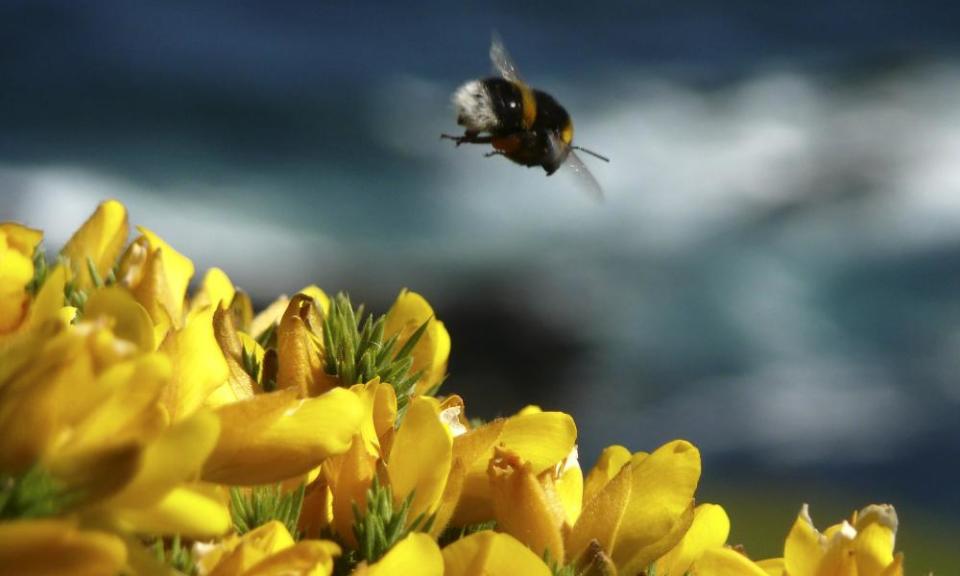 A bumblebee hovering over yellow flowers