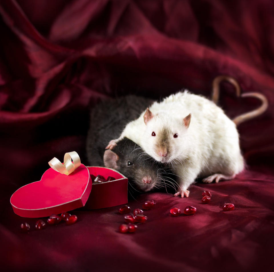 Adorable rat portraits look to remove stigma attached to rodents