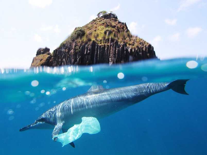 Dolphin with plastic bag