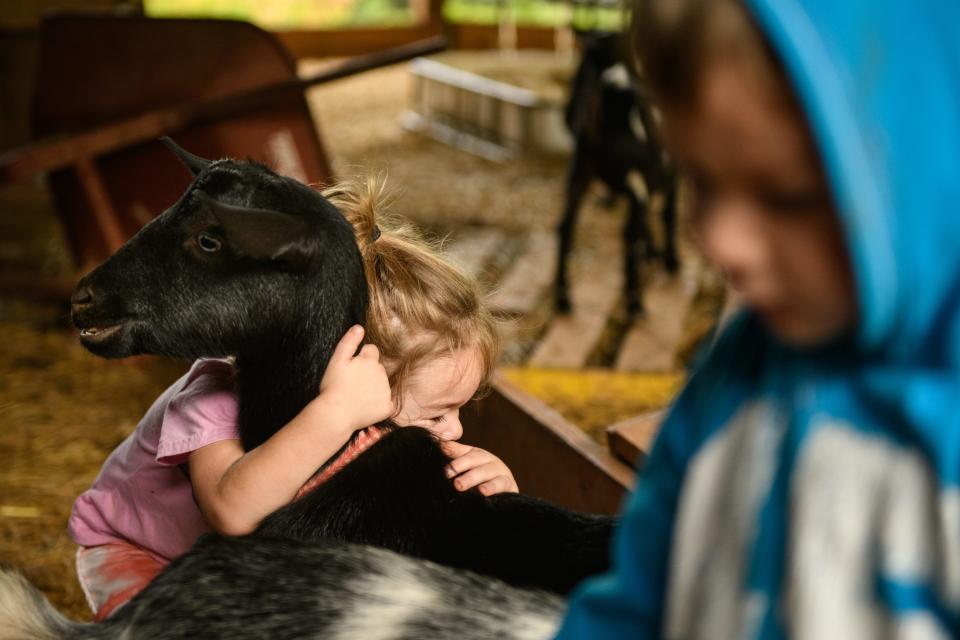 Reagan Rye, 3, hugs a Nigerian dwarf goat at the Rye Family Farm in Sanford. The Rye family bought an abandoned horse farm where they grow mushrooms, raise goats, bake sourdough and grow micro-greens.