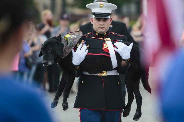 A 10-year-old labrador who served in Afghanistan has been given a hero’s farewell before he was put to sleep after being diagnosed with bone cancer.