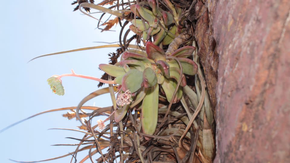 Pachyphytum odam is a succulent plant that grows from steep cliffs.  - Arturo Castro-Castro/California Academy of Sciences