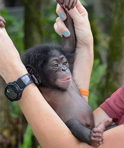 Baby Keeva will soon be introduced to her new mother, Abby, at Lowry Park Zoo in Tampa, Florida. Photo: Facebook