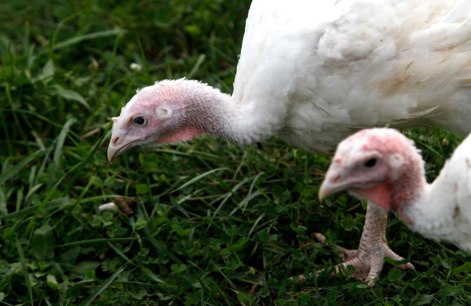 Amy and Dan Skinner raise 140 young broad-breasted white turkeys to sell for Thanksgiving.Oct. 7, 2021 