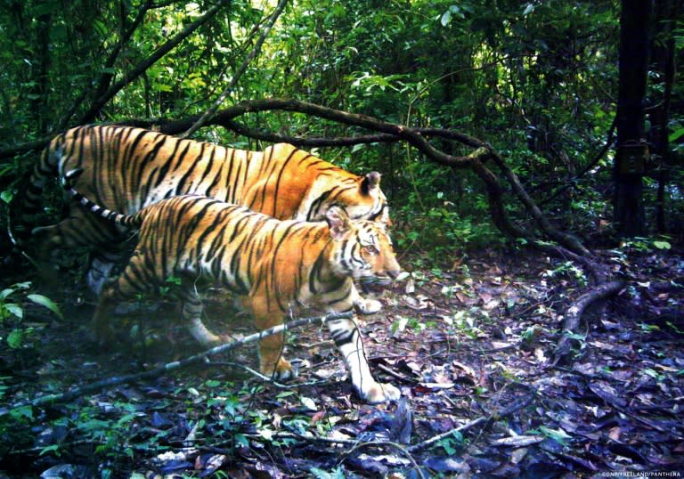 Cubs offer hope for Indochinese tigers in Thap Lan National Park, Thailand, News