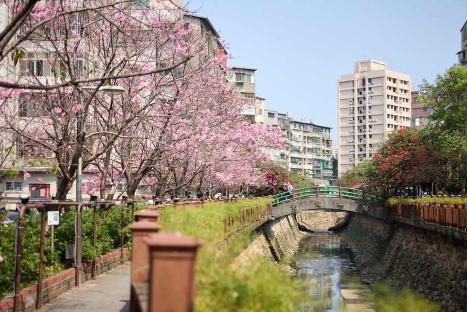 希望之河沿岸有60多株櫻花。   圖：新北市景觀處提供