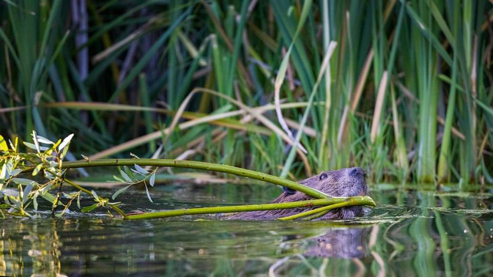 A beaver takes a fresh cut branch to a dam site along the Salinas River. Donald Quintana/http://www.donaldquintana.com