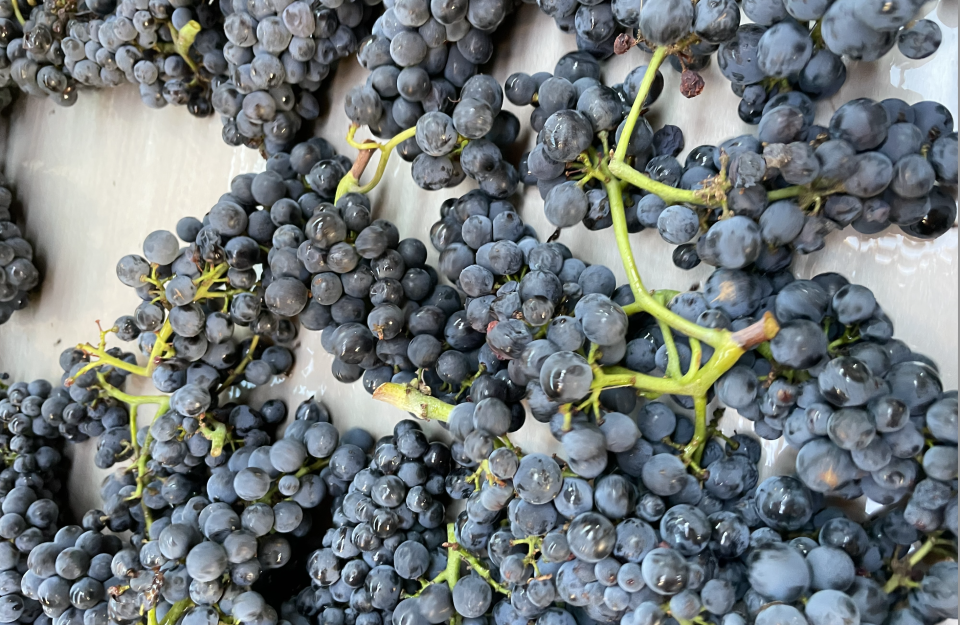 Whole-cluster fermentation adds extra nuance to the wines