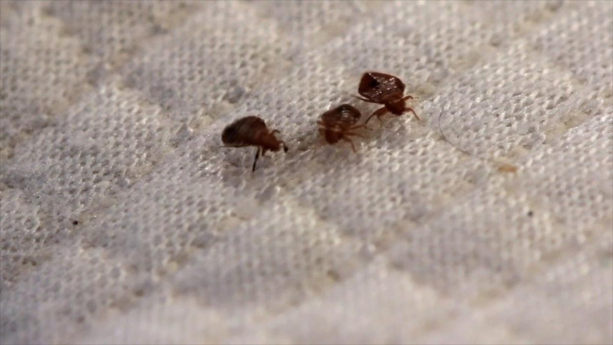 Bed bugs can be unknowingly transported by travelers on luggage, clothing, bedding and more.