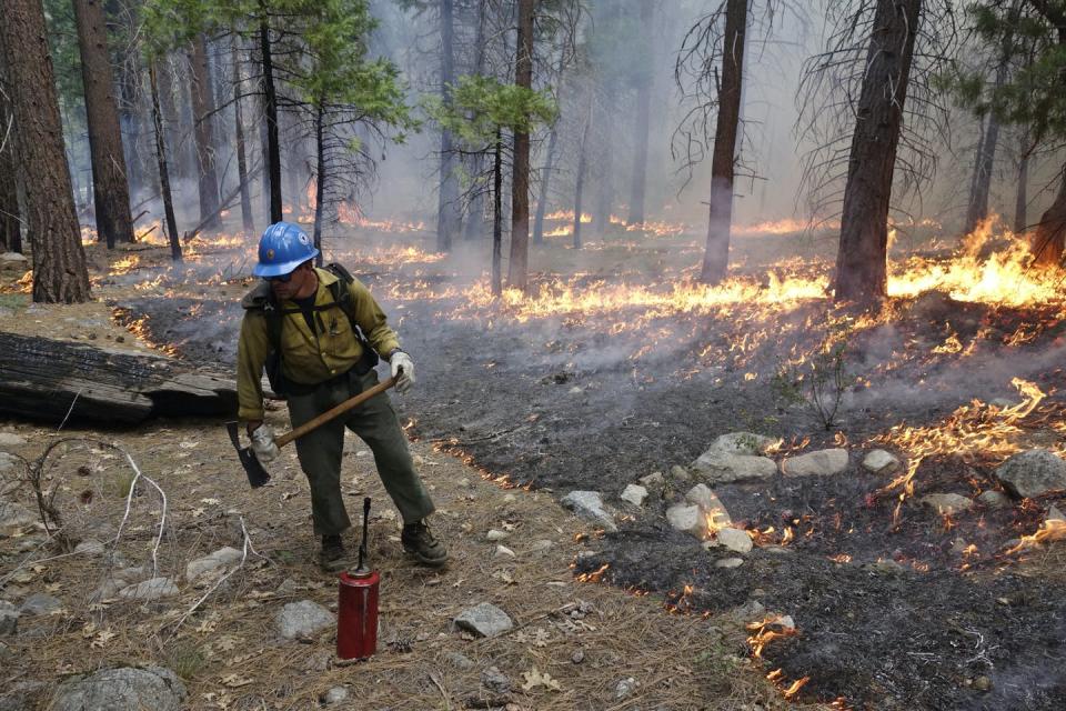 A firefighter with with an ax and drip canister keeps an eye on a low-intensity fire burning among trees.