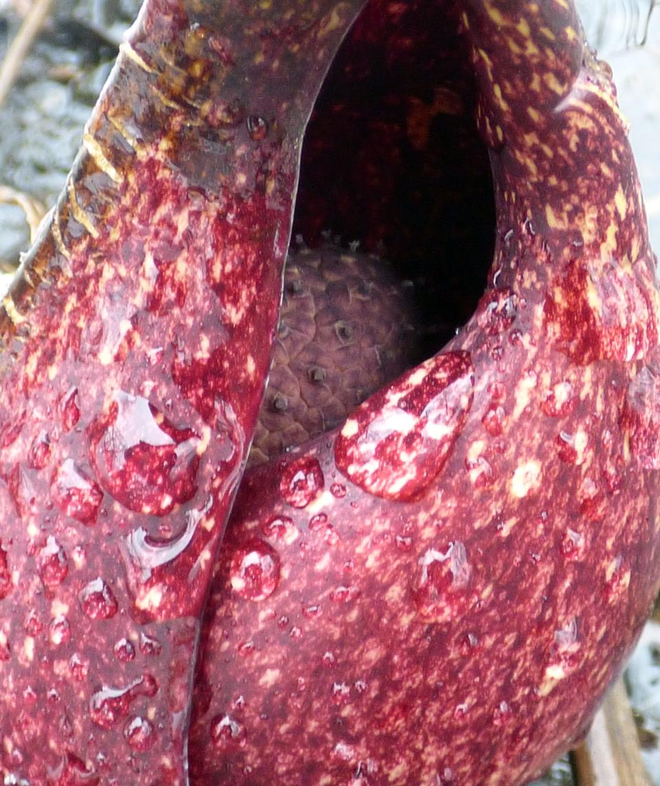 Skunk cabbage, one of the first wildflowers to bloom in New England, uses its unique ability to generate heat to melt the frozen ground and snow.
