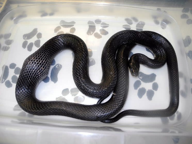 Before the Op, This dozey wild snake needed a tummy operation after he swallowed - a DOORKNOB. See SWNS story SWKNOB; The western rat snake used to catch rodents outside a family's chicken coup in their garden in Ballwin, Missouri. They placed a old white door knob on the ground as a ''dummy egg'' to encourage hens to lay. But they were stunned when the found the snake sprawled out on the ground with an enormous bump in his stomach. Incredible x-rays taken by vets show the white outline of the doorknob lodged half-way down his long body. Surgeons have now operated on the snake - nicknamed ''doorknob'' - and returned him to the wild to carry on catching rats. Kim Rutledge from the Wildlife Rescue Centre in Ballwin, Missouri, said: ''The family would 'employ' him to catch rodents from their chicken coup. ''A doorknob was used as a kind of dummy egg to help him to stay.''