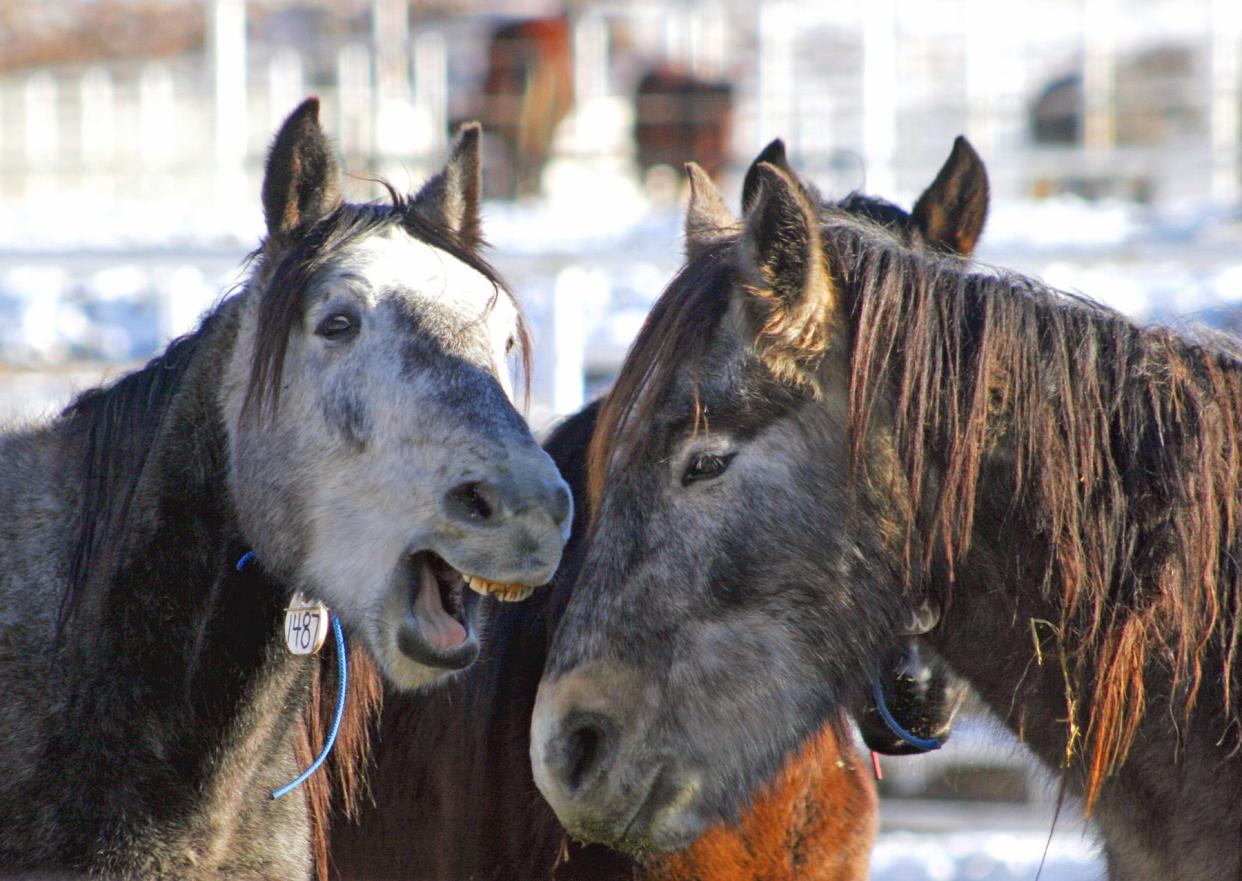 Wild horses interact at the East Canon Prison Complex in Canon City.