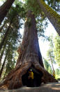 <p>In this July 24, 2002, file photo, a reporter walks through the trunk of a 2,000-year-old giant Sequoia inside the Giant Sequoia National Monument, Calif. (Photo: Kevork Djansezian/AP) </p>