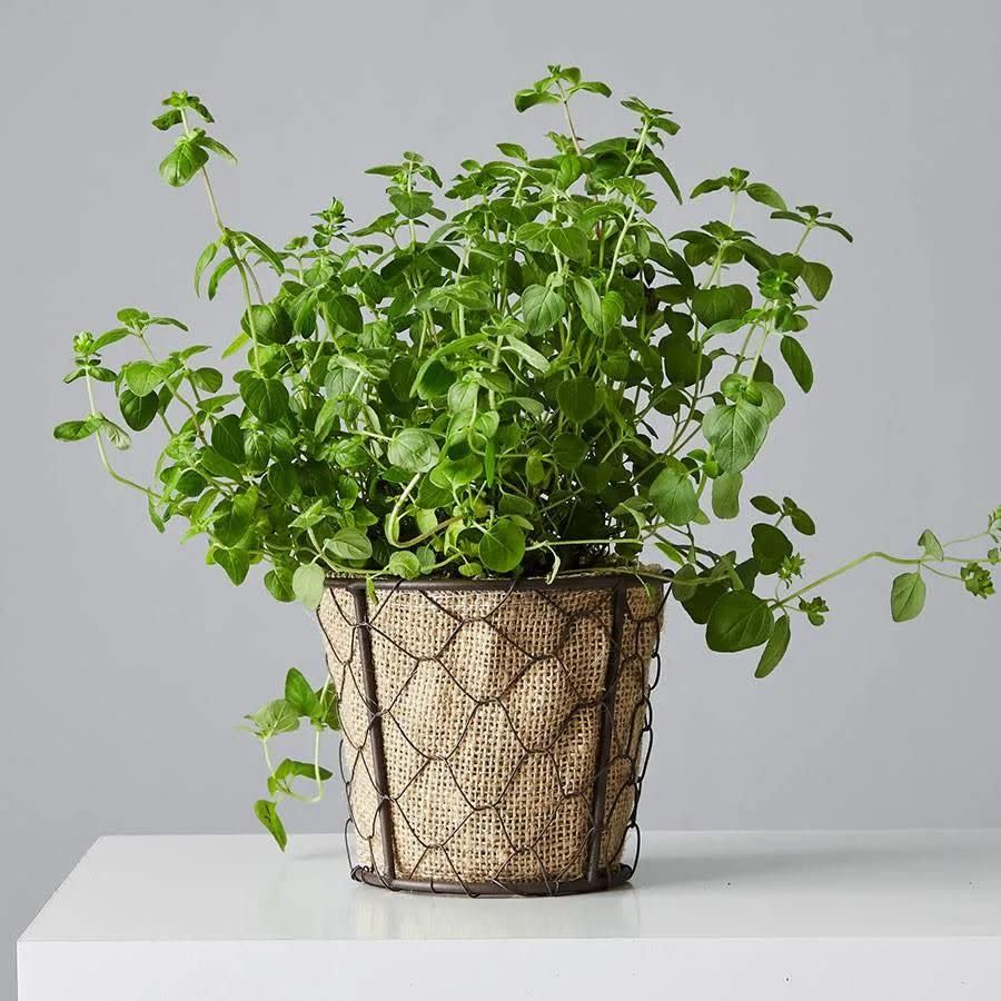 8) Oregano Plant