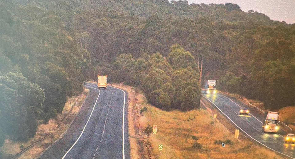 Animal advocates warned koalas living in a timber plantation in Gordon would cross to the other side of the Western Freeway to reach forest. Source: Supplied