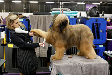 Jambo, a Briard breed, is groomed in the benching area on Day One of competition at the Westminster Kennel Club 142nd Annual Dog Show in New York, U.S., February 12, 2018. REUTERS/Shannon Stapleton